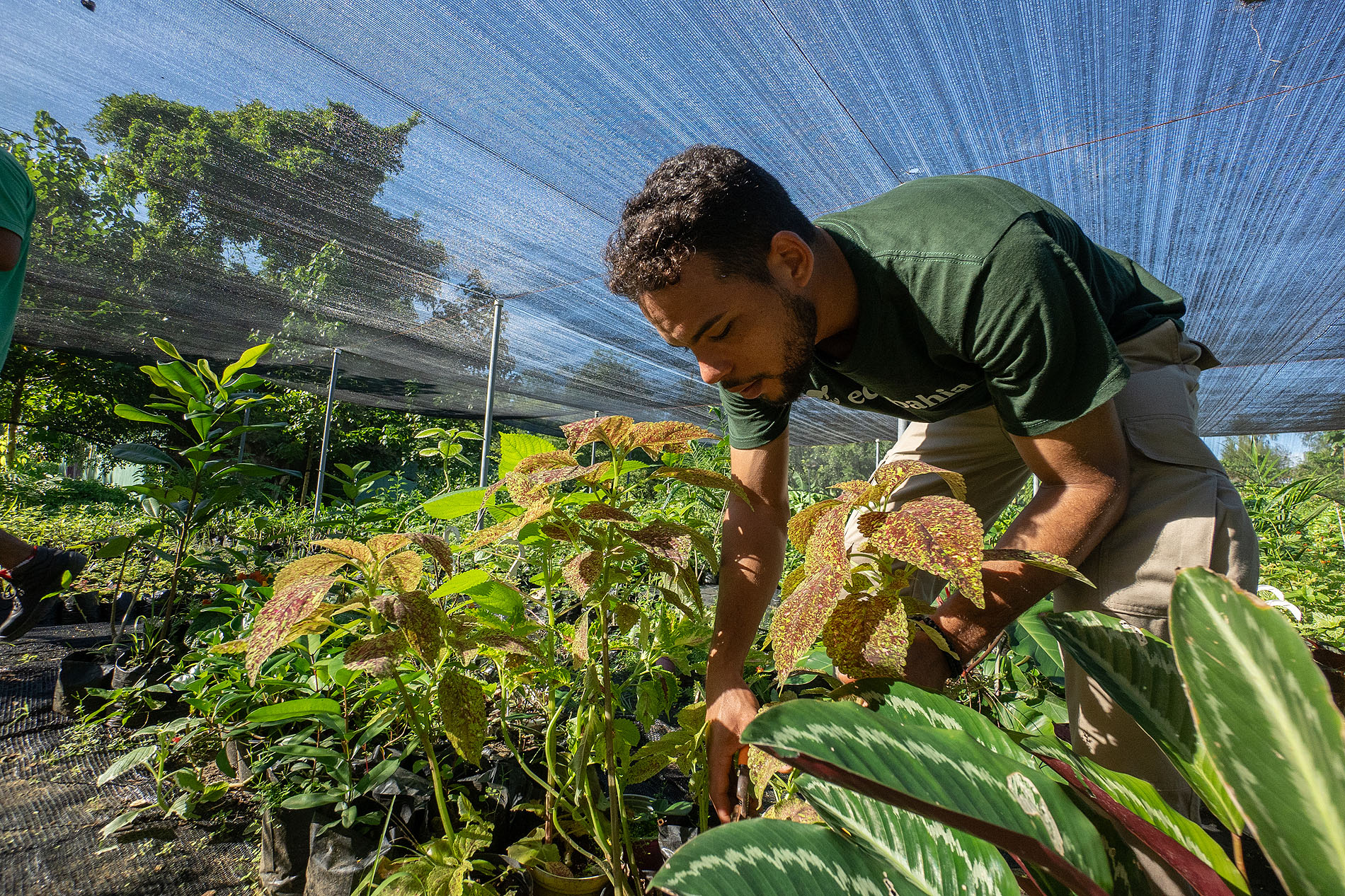 Alcaldía de Las Terrenas coordina jornada de arborización junto a Fundación Eco Bahía